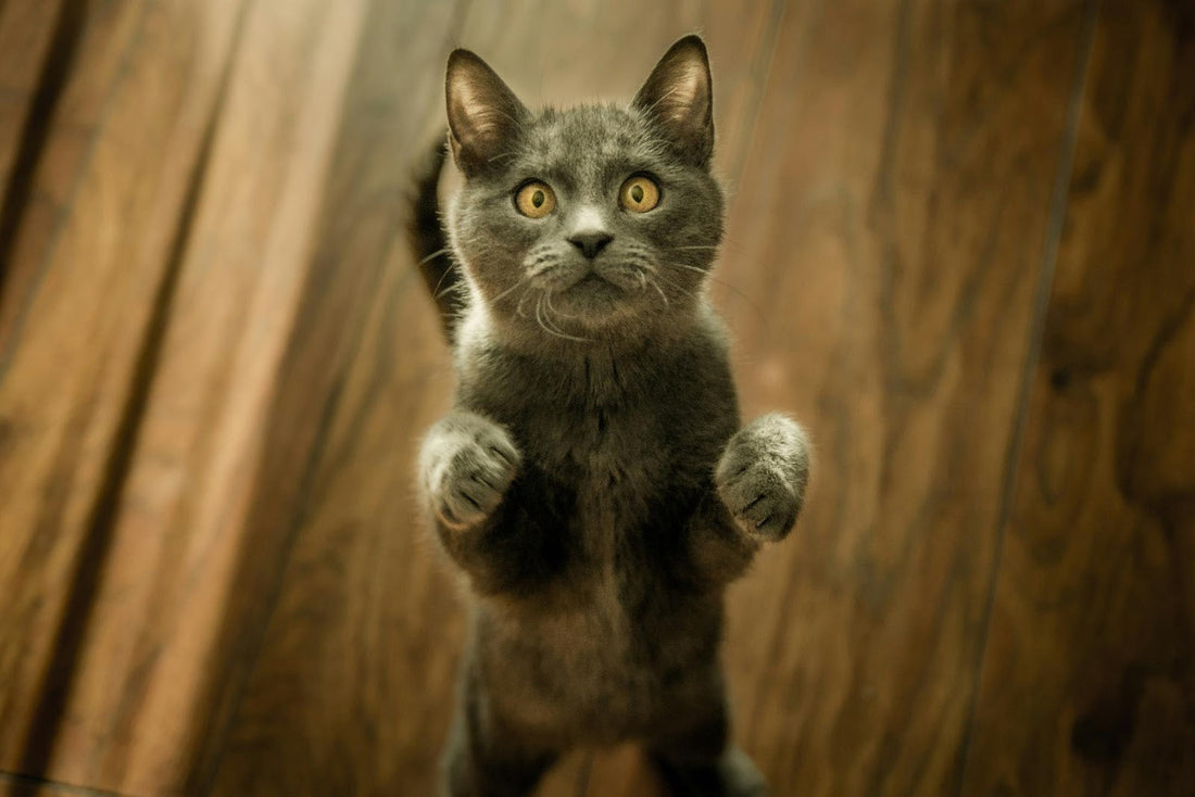 Choosing the Perfect Cat Tree for Your Feline